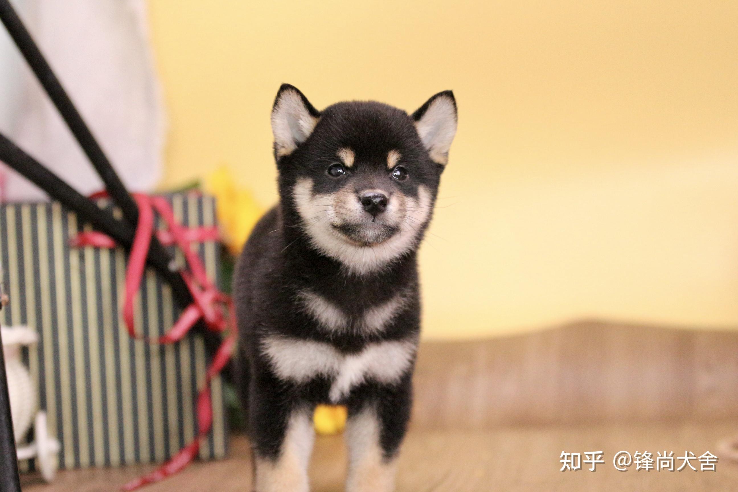 这只四个月黑柴品相怎么样