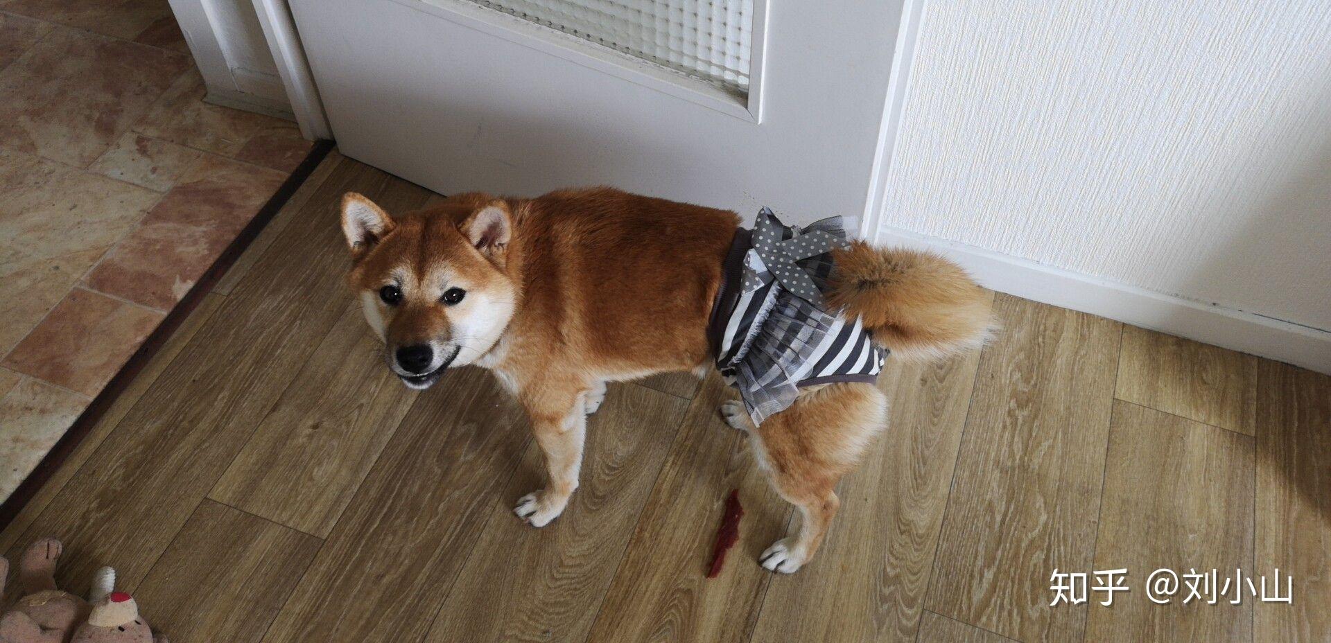 柴犬的走路姿势? - 知乎