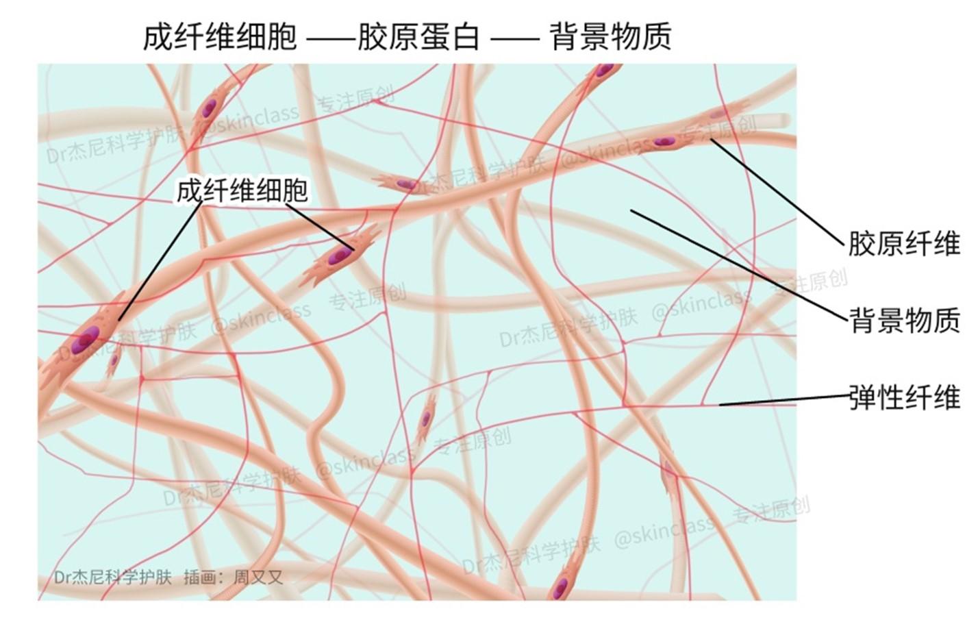 细胞外基质（ECM）与皮肤衰老的秘密 - 知乎