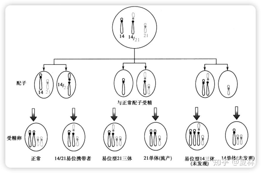 染色体手绘图图片