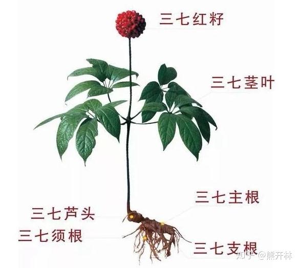 三七哪个部位有效成份含量最高？ - 知乎