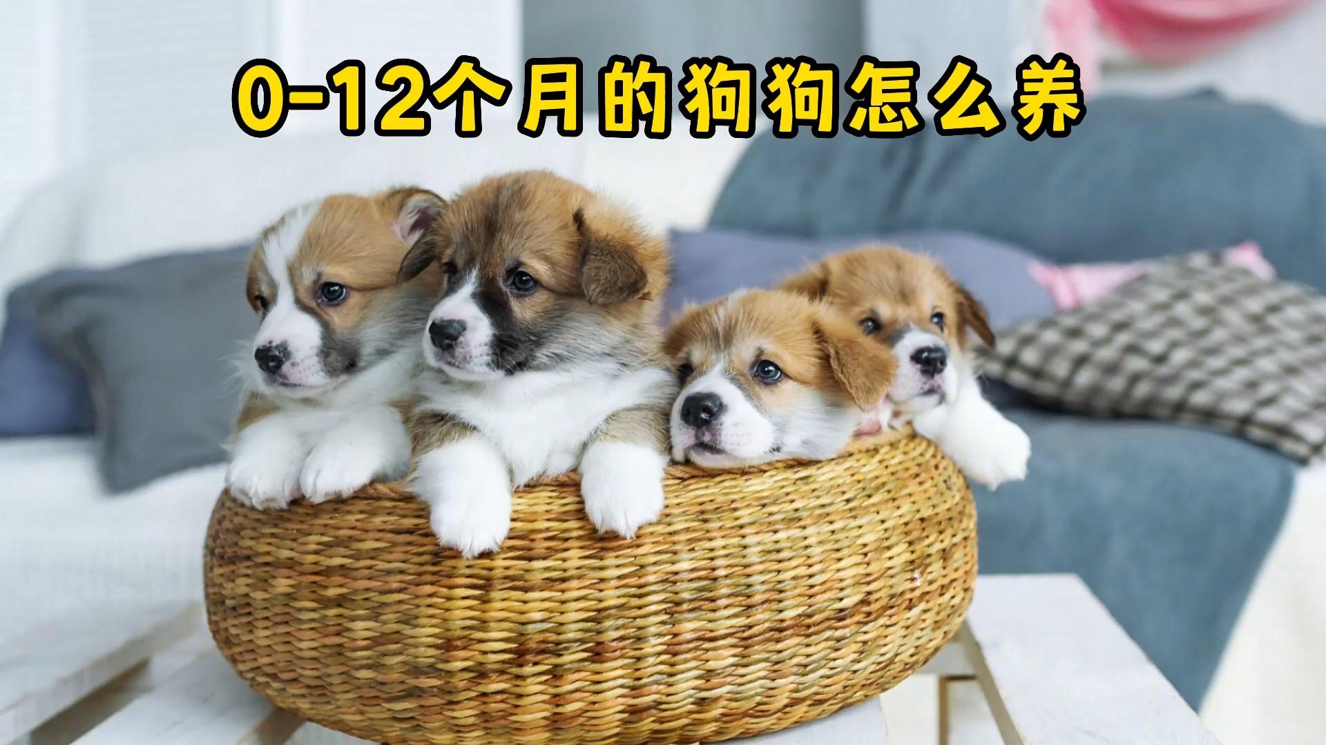 如何判断幼犬几个月了图片