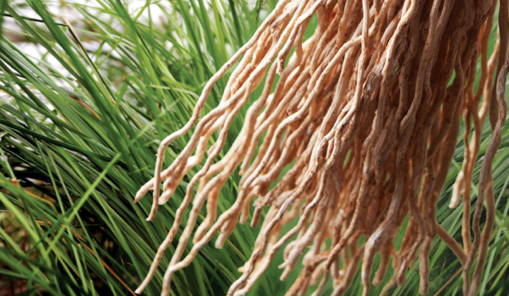 芳香植物科普 | 岩兰草