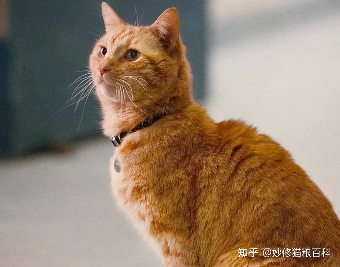 为什么大家都喜欢养橘猫？橘猫的7大优点，养过的人都说好 - 知乎