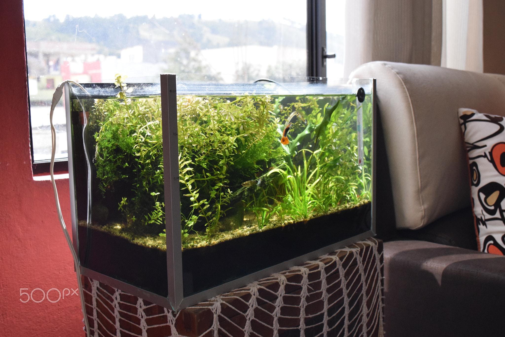 想给家里买一个大鱼缸,正在纠结鱼缸清理的问题,要不要买啊?