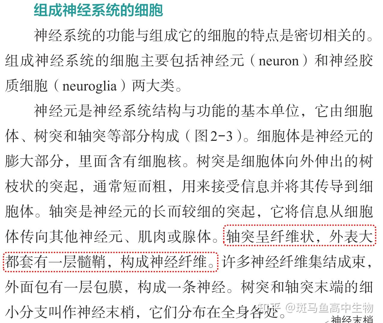 神经元细胞体发出的轴突和树突都可构成神经纤维吗?