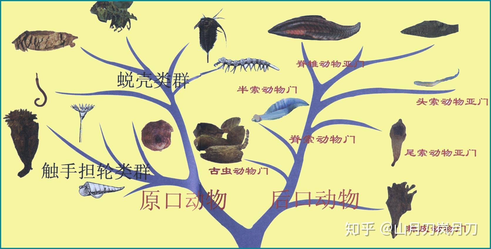 有没有在进化演化过程中智商整体降低的动物