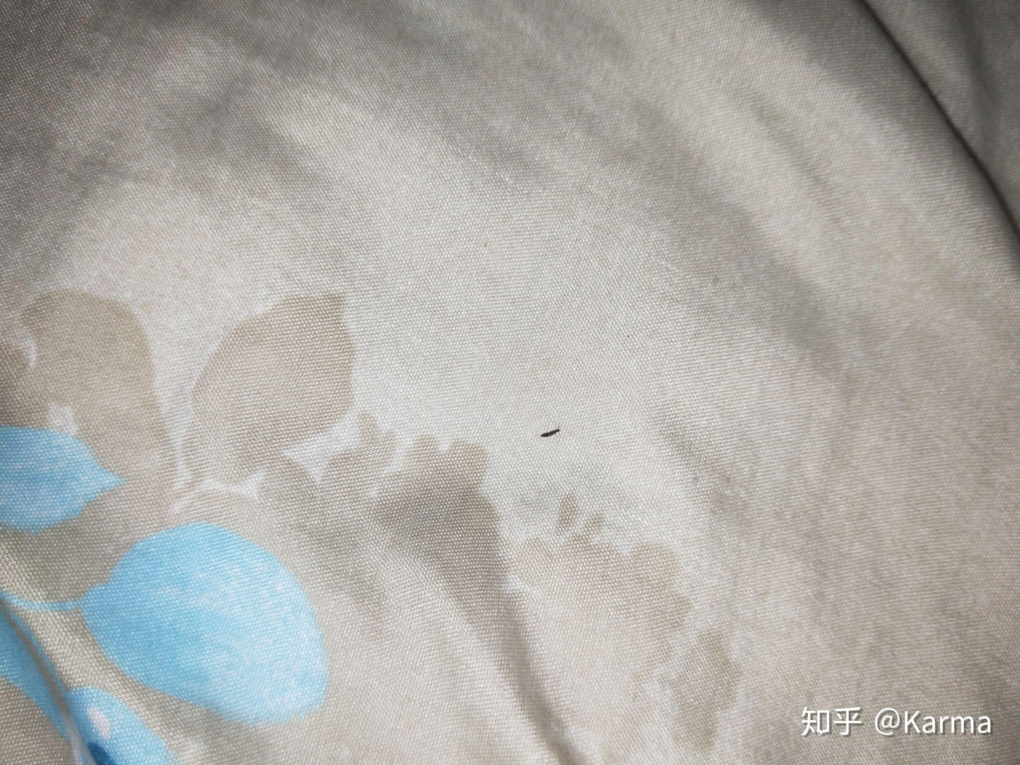 夏天家里床上经常出现一毫米的黑色小虫子是什么虫有图片