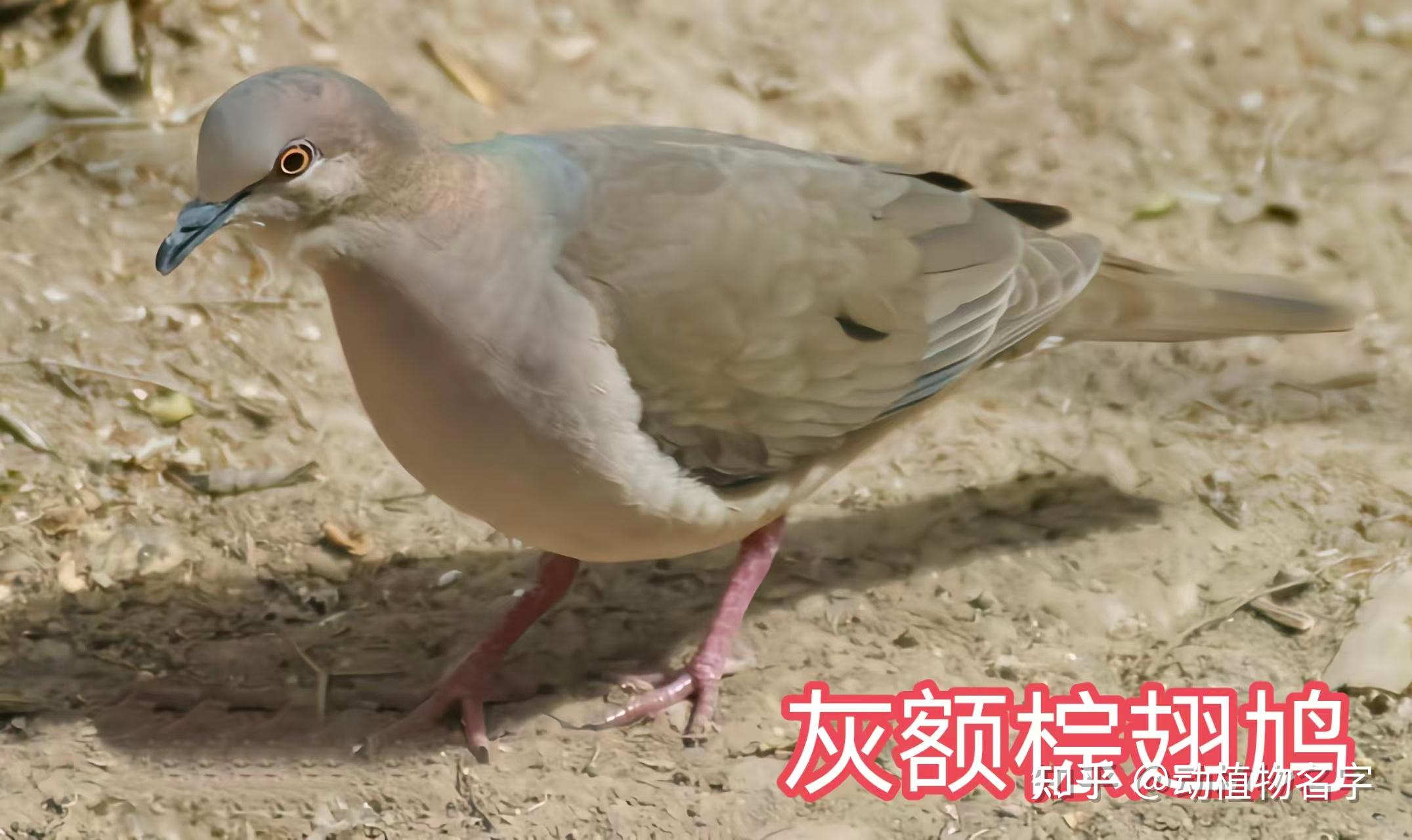 99图带你走进鸠鸽科鸟类的世界 - 知乎