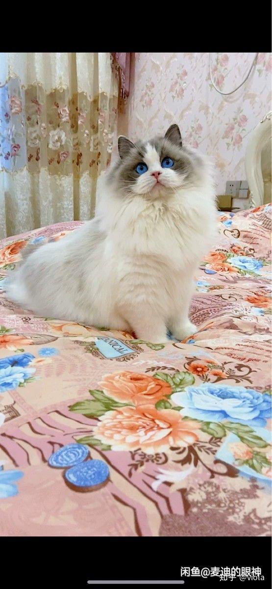 布偶猫好养吗布偶猫怎么看品相