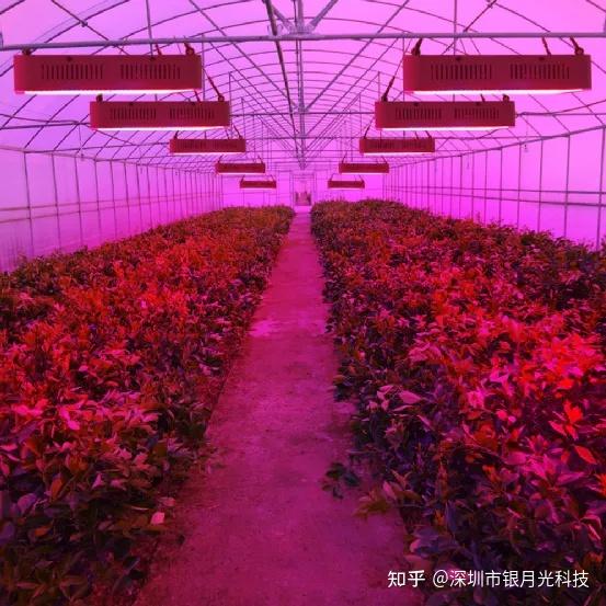 人工光植物工厂紫外LED光照系统设计规范与技术要求 - 知乎