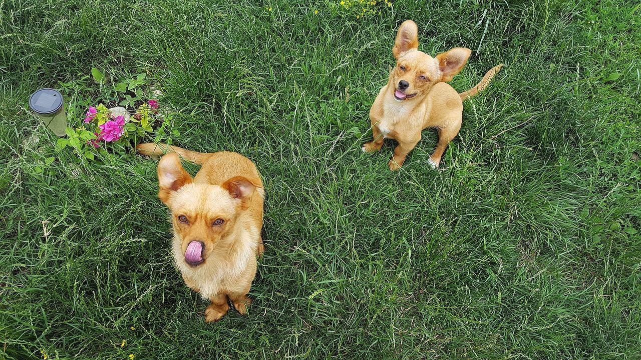 哈士奇幼犬吃什么