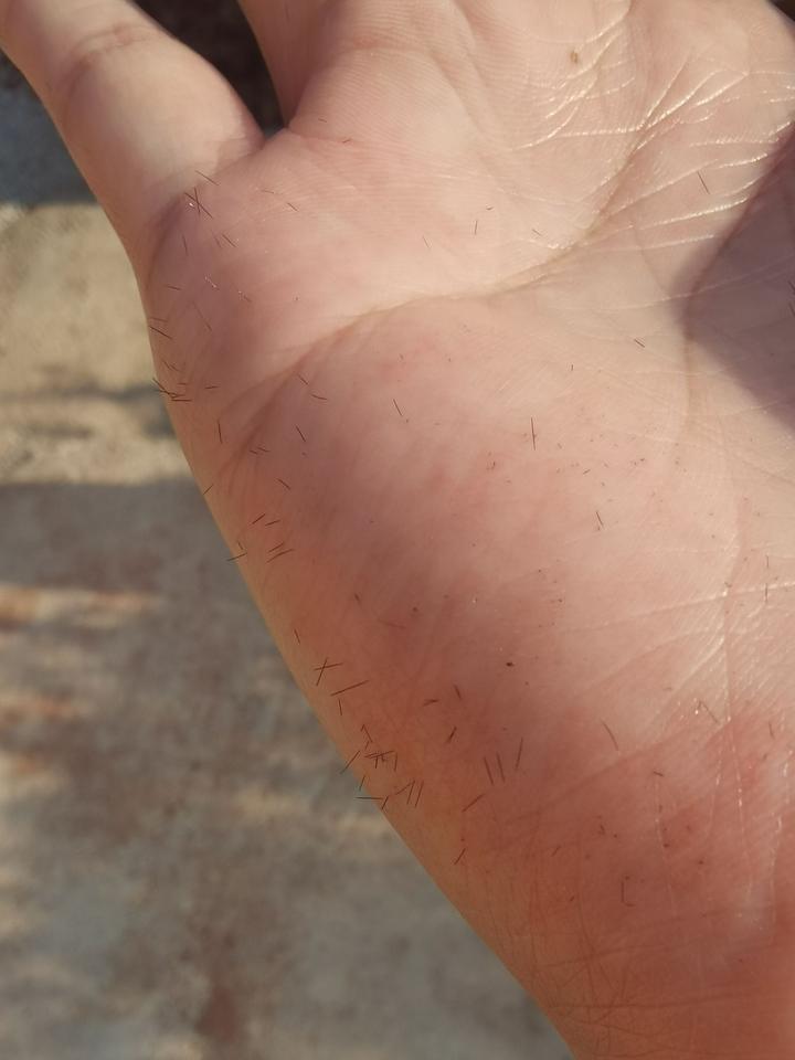 有哪些常被认错的动物?