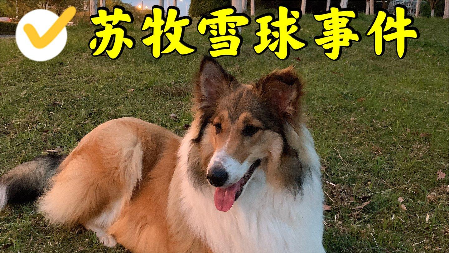 伊维菌素 柯利犬图片