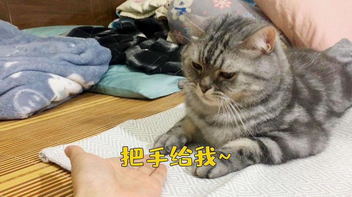 猫咪把爪子搭在你的手上是几个意思？！ 知乎