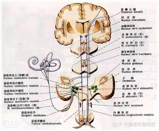 导致眩晕的关键因素之一，前庭感觉系统 - 知乎