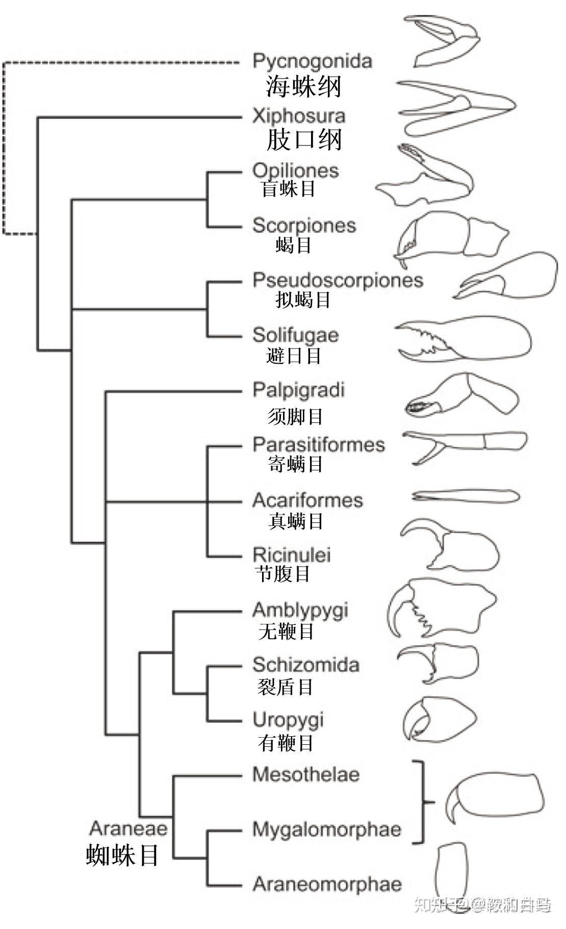 蜘蛛当年是怎么被分类为螯肢亚门的? - 知乎
