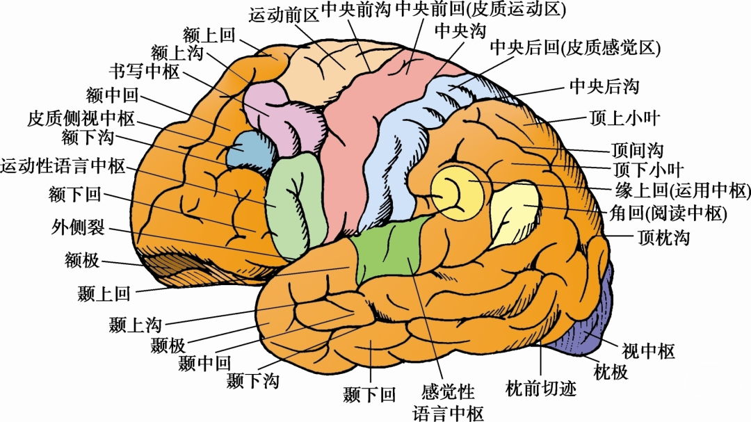大脑皮层都舒展开了，会发生什么？ - 知乎