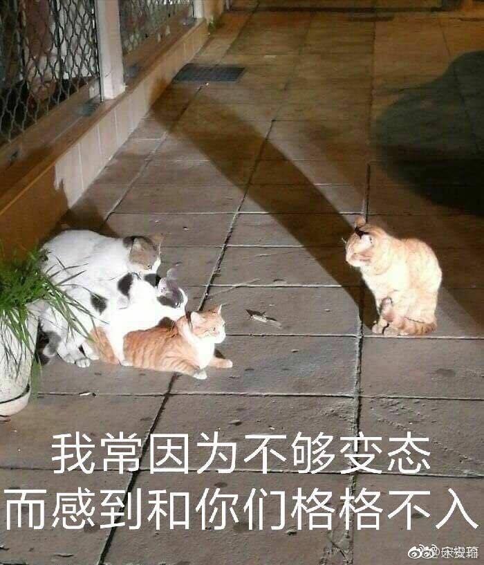 花臂熊猫斯德哥尔摩图片