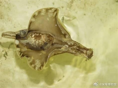 请问这是什么动物水蝙蝠吗