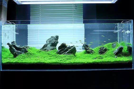 长沙植来植趣 Ada风格草缸造景赏析 知乎 长沙植来植趣 Ada风格草缸造景赏析 知乎