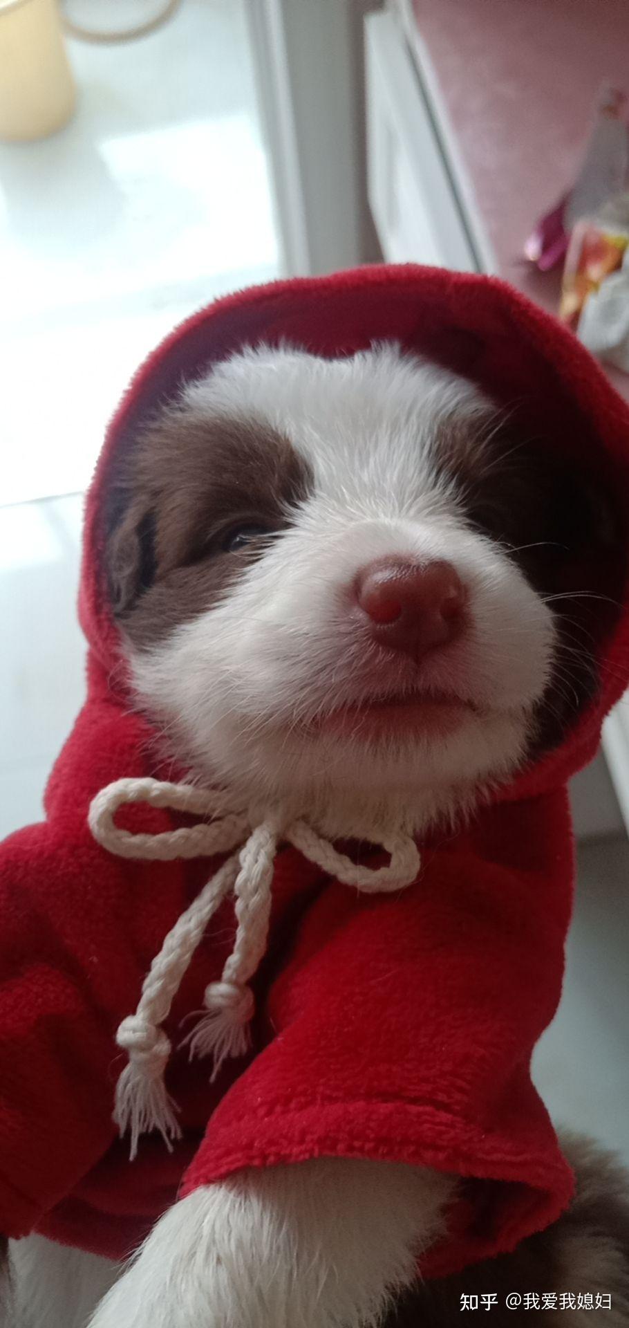 你在养边牧的过程中遇到了哪些治愈的事?