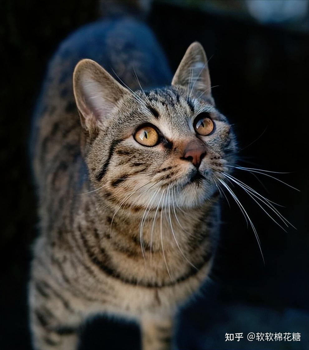 猫界排行榜之“颜值”：狸花猫“第六”，你养了哪种？ - 知乎