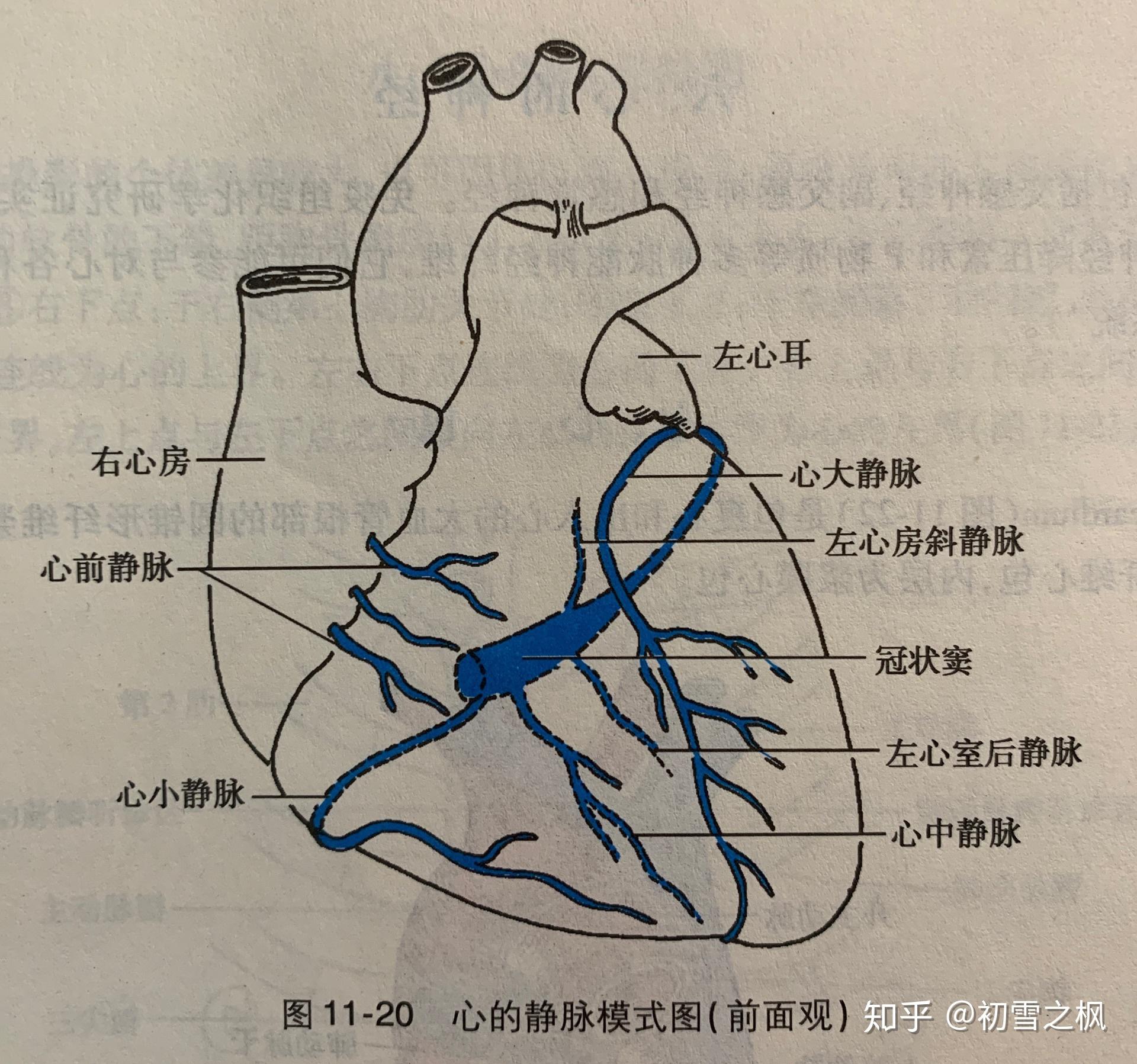 冠状静脉分布在人体哪里?是静脉 静脉