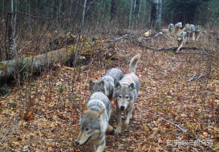 如果将 20 只狼和 500 只鹿放进同一孤岛，最后谁能活下来？