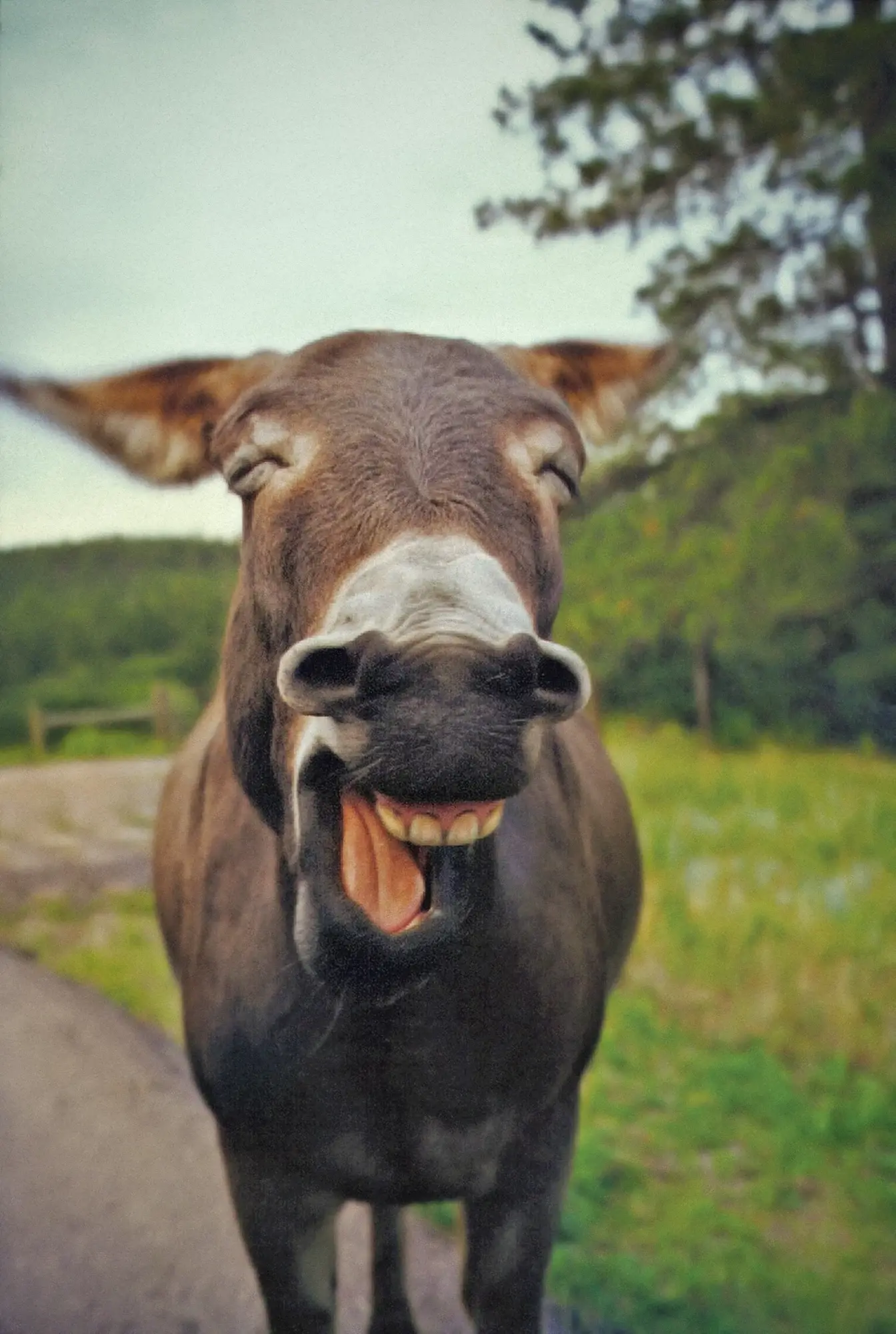 驴呲牙笑表情包图片