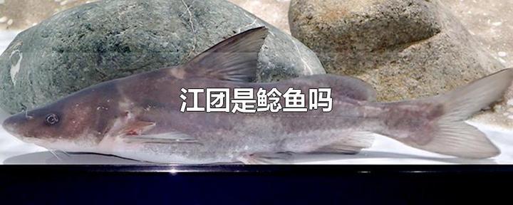 江团是鲍鱼吗? - 知乎