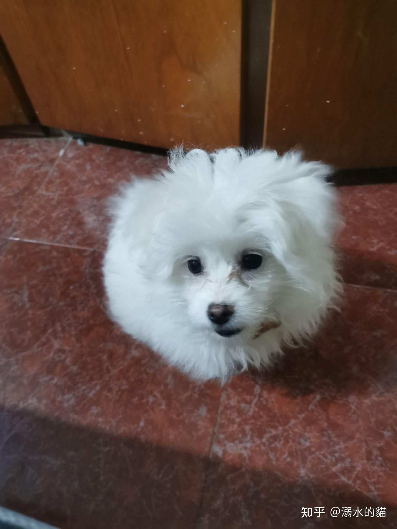 博美和比熊的串串能长多大?成犬什么样子? - 知乎