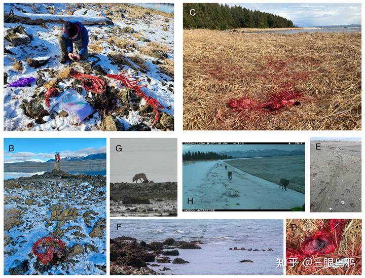 如果将 20 只狼和 500 只鹿放进同一孤岛，最后谁能活下来？