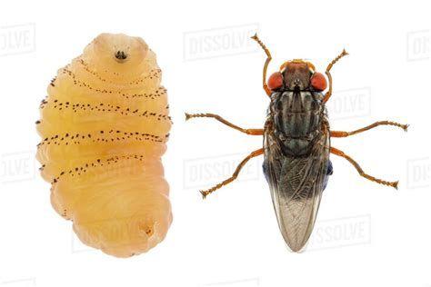 如果不小心吃到苍蝇卵会怎么样