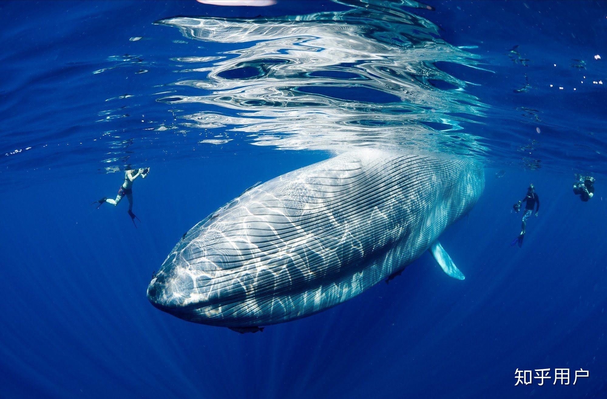 有哪些巨型海洋生物? - 知乎