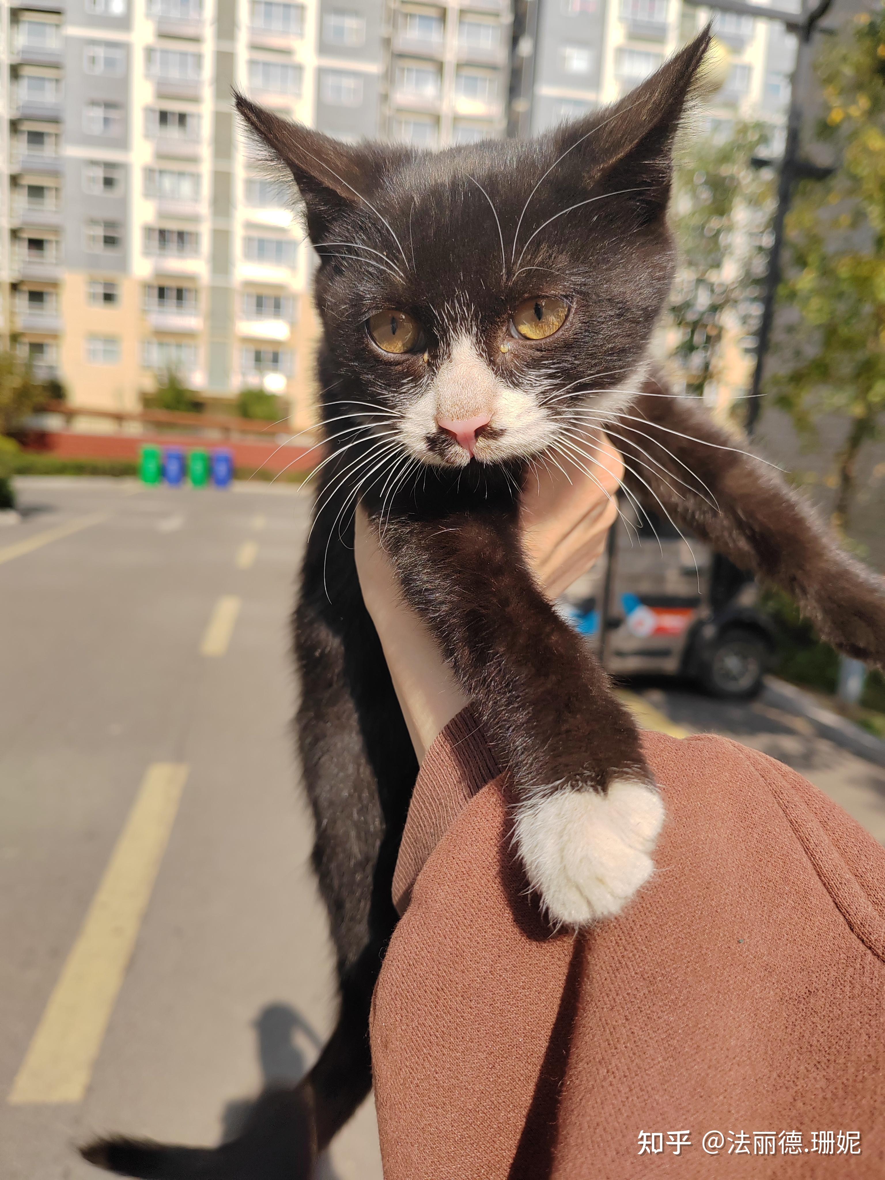 猫为什么养不熟爱挠人为什么在线 猫为什么养不熟爱挠人为什么在线