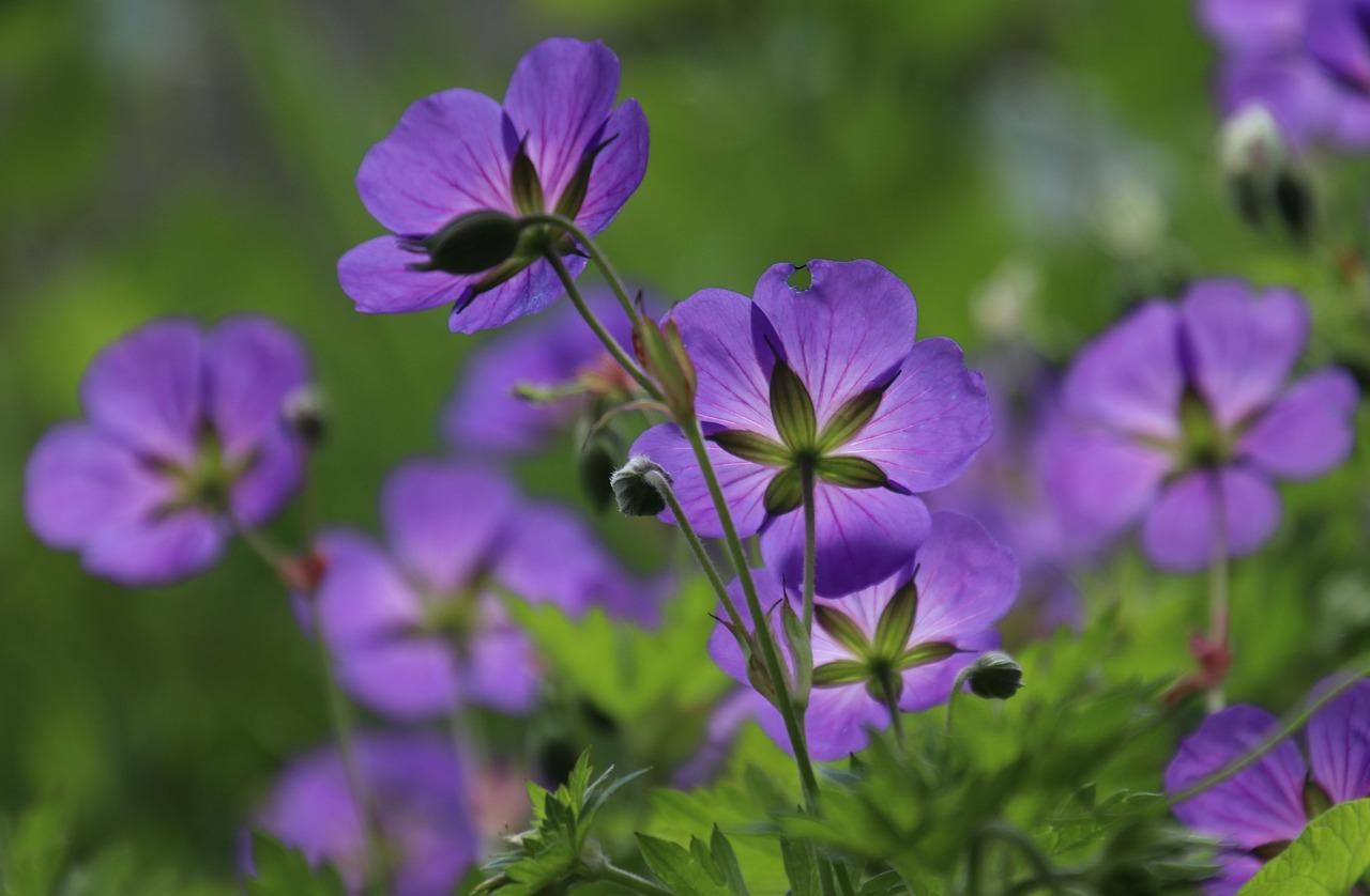 1. 紫色植物品种