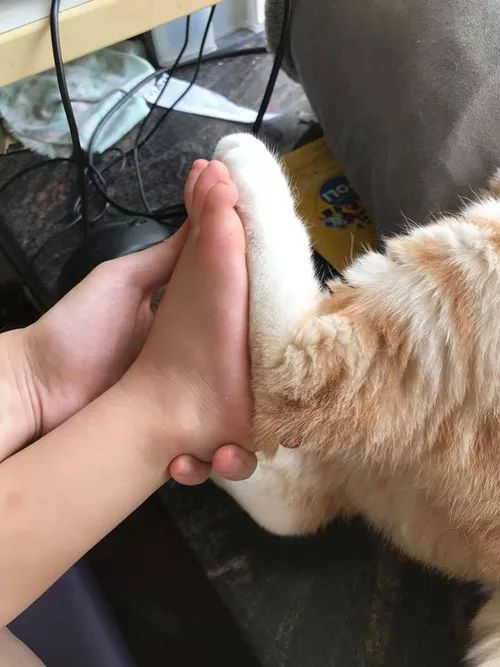 为什么猫咪会那么粘着主人