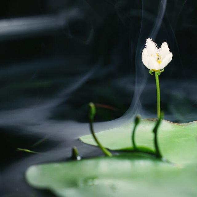 一片叶子开出一株花,颜值高的一叶莲,给水就能活 - 知乎
