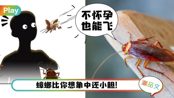 《科普》怀孕的蟑螂才会飞吗?错!会飞起来是这2种原因!