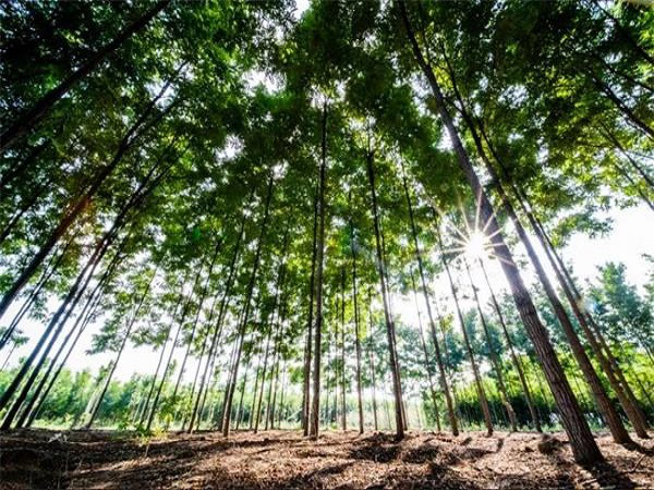 槐樹總共分幾種有什麼特點你能分清它們嗎