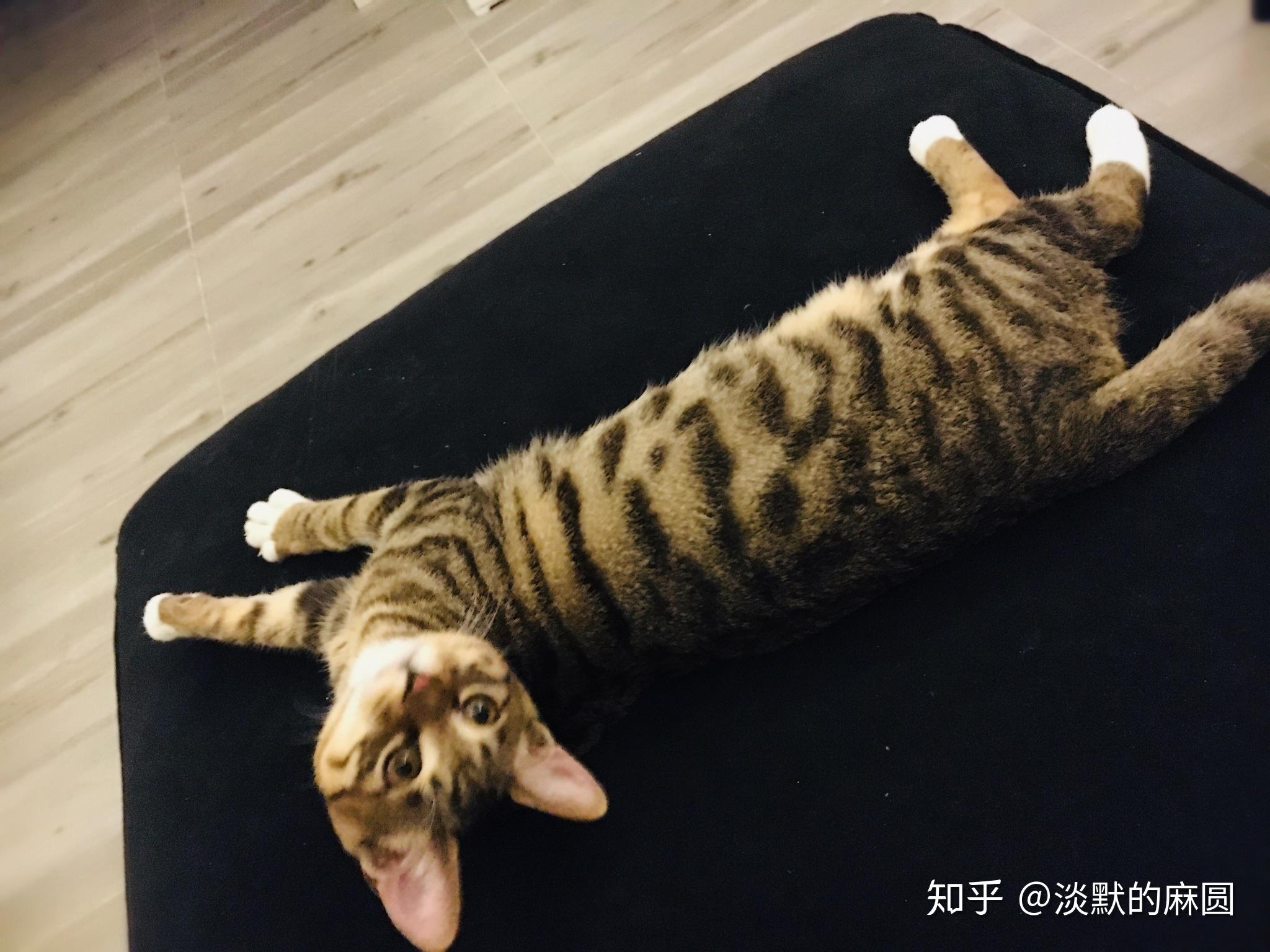 狸花猫黑色条纹太浅怎么办