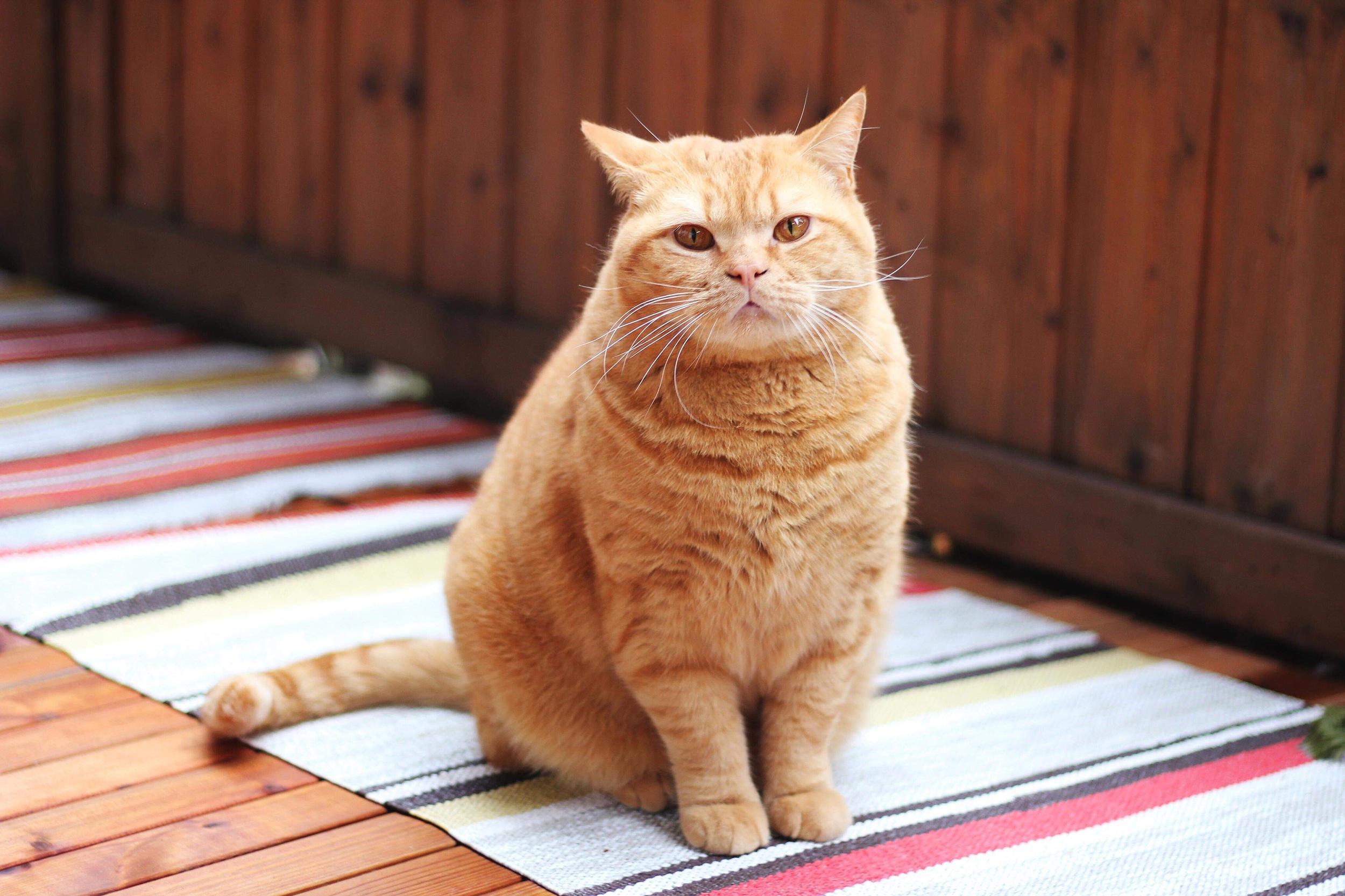 你家的猫到底有多胖肥猫大赛