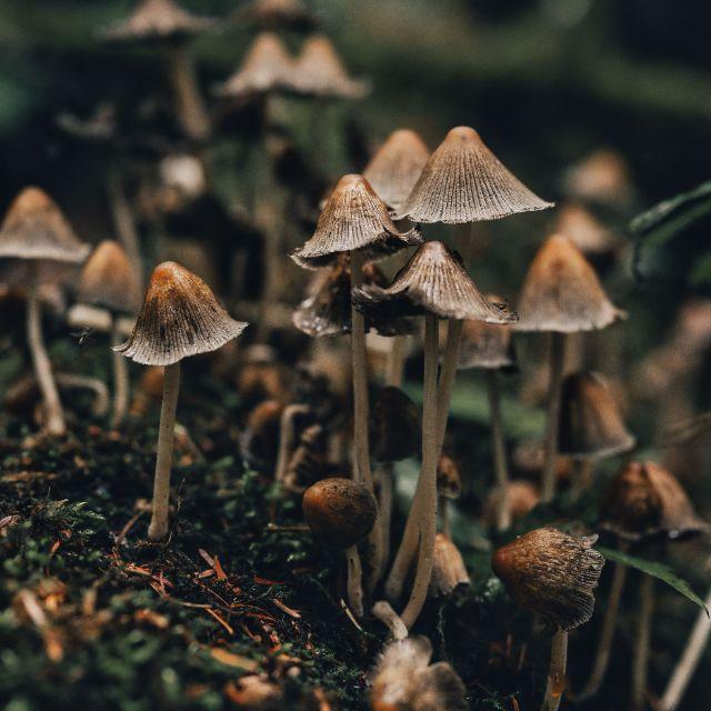 通电能让蘑菇长得更快吗？