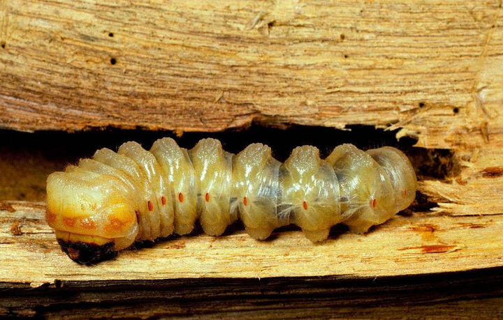 樱桃树最大的害虫:天牛幼虫