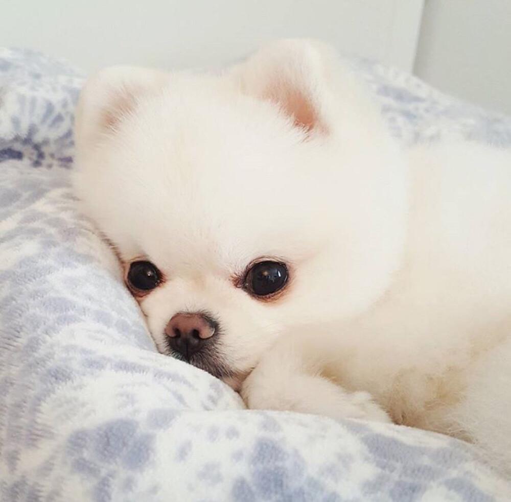 有什么好看的小动物头像