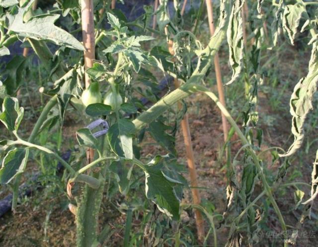 马铃薯青枯病症状及危害是什么