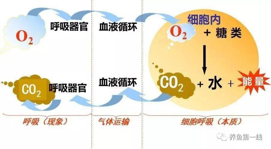 细胞呼吸的有氧呼吸和无氧呼吸：发酵就是微生物的无氧呼吸 - 知乎