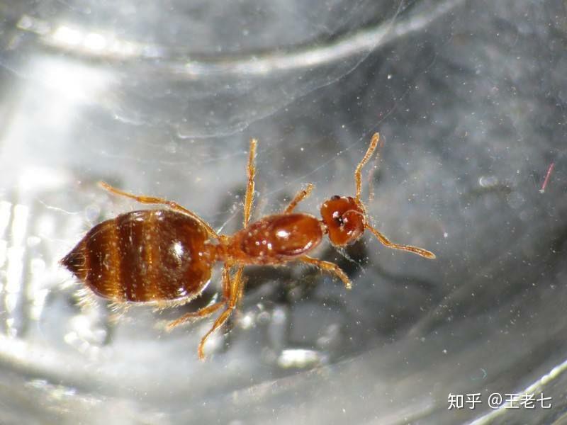 请问一下这是一种什么样的蚂蚁,长大后有翅膀,对房屋有破坏吗?