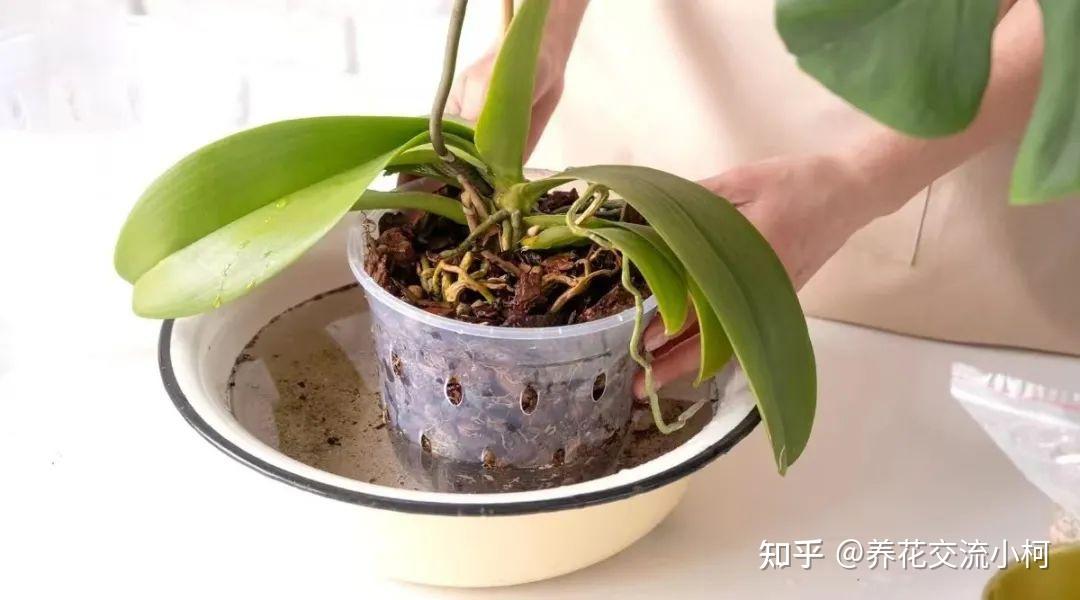 新手养附生兰花，文心兰、蝴蝶兰和石斛兰，这6点做好就够了 - 知乎
